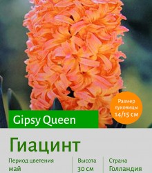 Гиацинт (Heacintus) Gipsy Queen